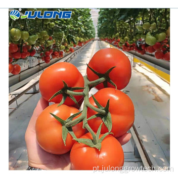 Sistemas hidropônicos estufa de policarbonato para tomate